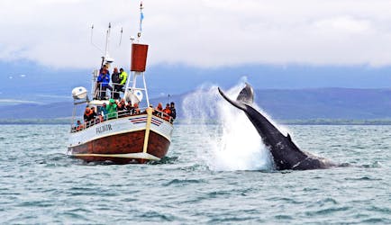 Walvissen spotten in de baai van Skjálfandi